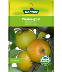 Winterapfel 'Goldparmäne' 10 Winterapfel 'Goldparmäne' -Gardena Store 7654999 WinterapfelGoldparmaere Etikett 1
