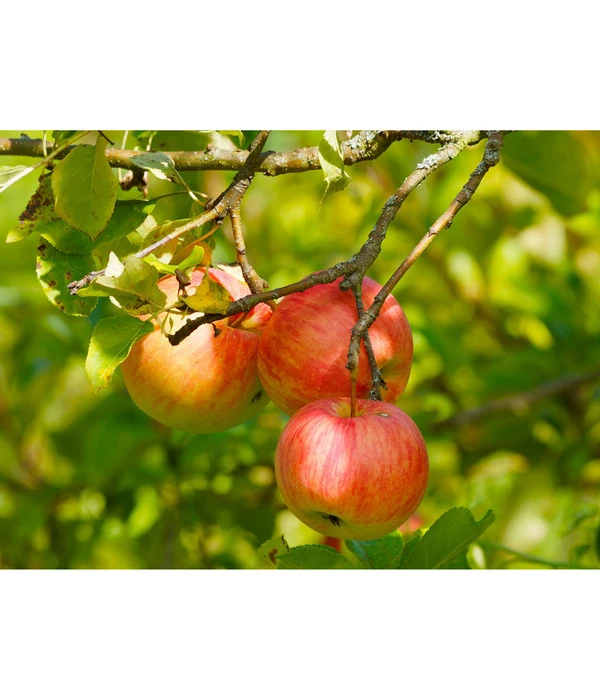 Herbstapfel 'Gravensteiner' 2 Herbstapfel 'Gravensteiner' – Bild 2