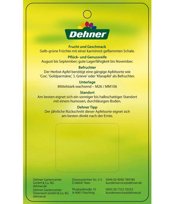 Herbstapfel 'Gravensteiner' 5 Herbstapfel 'Gravensteiner' – Bild 5