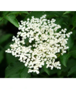 Großfruchtiger Holunder 'Haschberg' 6 Großfruchtiger Holunder 'Haschberg' -Gardena Store 7662760 PR DE 002 SambucusHolunderHaschbergPixabay