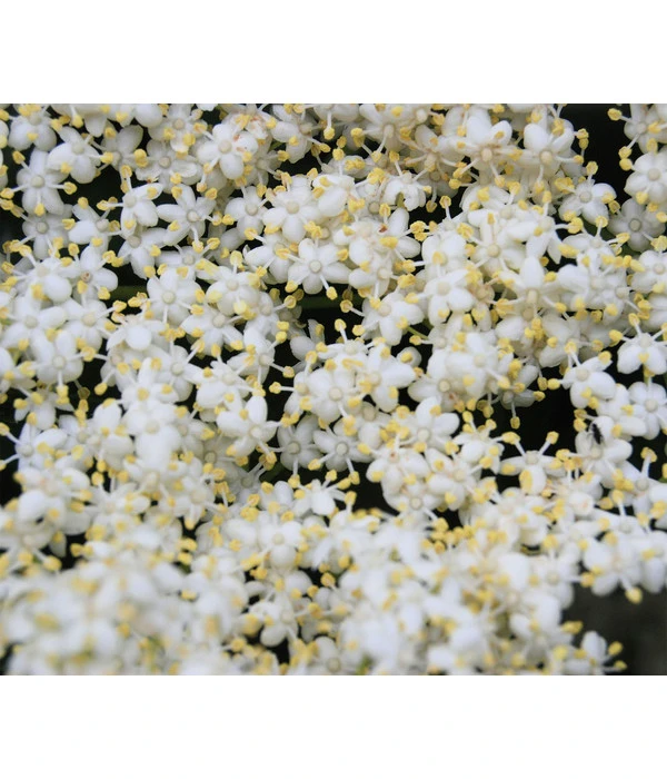 Großfruchtiger Holunder 'Haschberg' 4 Großfruchtiger Holunder 'Haschberg' – Bild 4