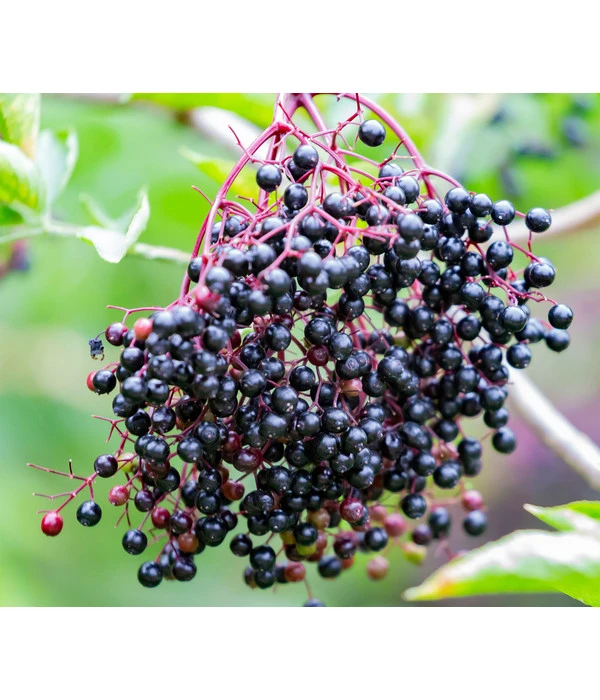 Großfruchtiger Holunder 'Haschberg' 1 Großfruchtiger Holunder 'Haschberg'