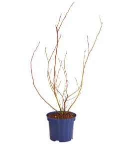 Dehner Gourmet Garten Heidelbeere 'Spartan' -Gardena Store 7665508 WE FS 001 GGHeidelbeereSparten3L