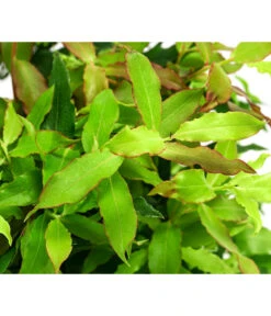 4-Monats-Heidelbeere 'Lucky Berry®' -Gardena Store 7665847 WE DE 04 VacciniumHeidelbelbeereLuckyBerry5L