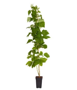 Neue Veröffentlichungen -Gardena Store 7666662 PR FS 002 Himbeere HomeCaneDehnerExpressZS