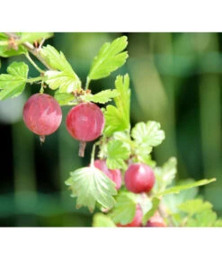 Stachelbeere 'Hinnonmäki', Stämmchen -Gardena Store 7668494 PR DE 001 StachelbeereHinnomaekiPixabay