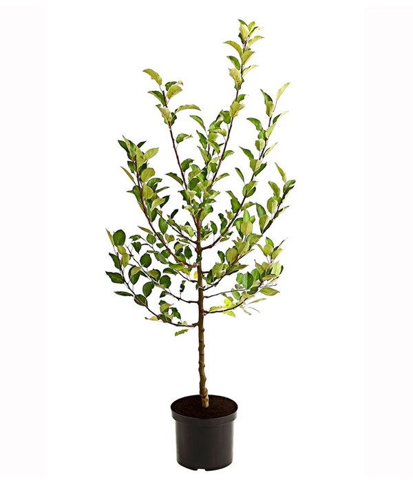 Apfel-Duo 'Elstar/James Grieve' 2 Apfel-Duo 'Elstar/James Grieve' – Bild 2