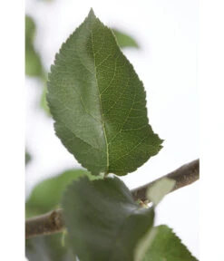 Winterapfel 'Jonagold' -Gardena Store 7691645 PR DE 001 ApfelJonagoldMalusBusch95LiterDehnerExpressZS