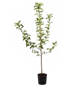 Winterapfel 'Jonagold' -Gardena Store 7691645 PR FS 001 ApfelJonagoldMalusBusch95LiterDehnerExpressZS