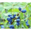 Sibirische Blaubeere 'MyBerry® Sweet'
