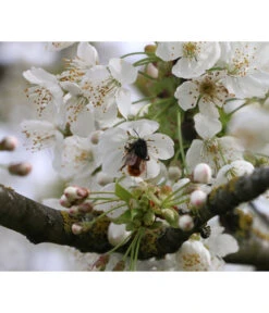 Süßkirsche 'Merchant' -Gardena Store 7710205 PR DE 002 PrunusSuesskirscheMerchantPixabay