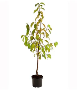 Süßkirsche 'Merchant' -Gardena Store 7710205 PR FS 001 SuesskirscheMerchantBusch95LiterDehnerExpressHerzig