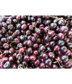 Süßkirsche 'Merchant' -Gardena Store 7710205 WE MO 002 KirscheMerchantPixabay