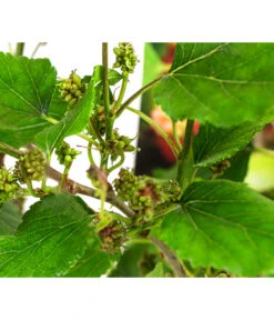 Maulbeere 'Mojo Berry' -Gardena Store 7714579 WE DE 011 MorusMojoBerrieMaulbeereT13