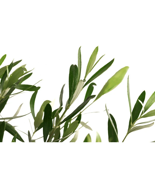 Olive, In Schale 2 Olive, In Schale – Bild 2