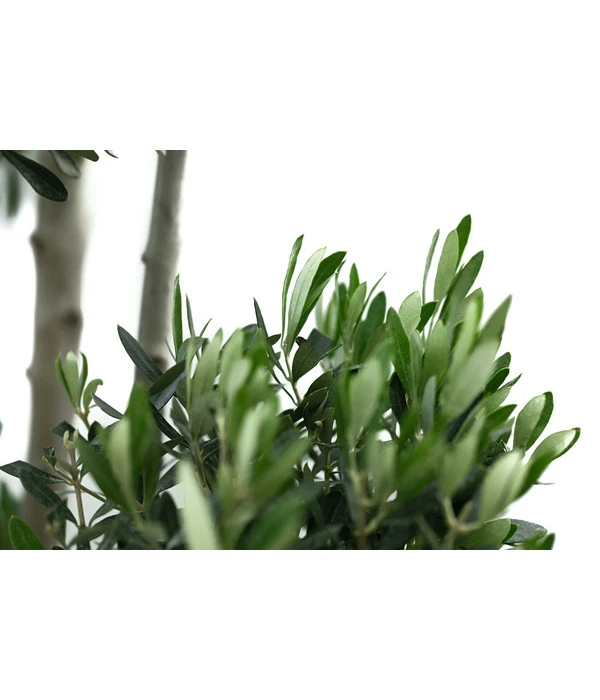 XXL Pompon-Olivenbaum, Ca. 180-200 Cm 3 XXL Pompon-Olivenbaum, Ca. 180-200 Cm – Bild 3