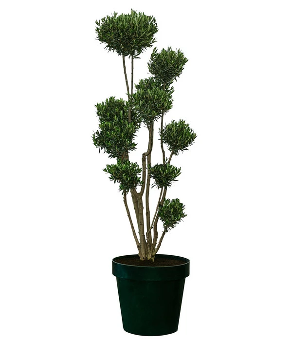 XXL Pompon-Olivenbaum, Ca. 180-200 Cm 1 XXL Pompon-Olivenbaum, Ca. 180-200 Cm