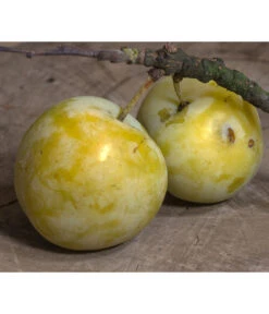 Zwetschgen-Duo 'Hauszwetsche'/'Oullins Reneklode' -Gardena Store 7725518 PR DE 001 PrunusReneklodeOullinsPixabay