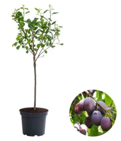 Zwergpflaume 'Hanna'