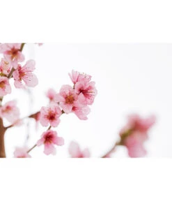 Gelbfleischiger Pfirsich -Gardena Store 7728843 PR DE 001 Pfirsich7LDehnerExpressZS