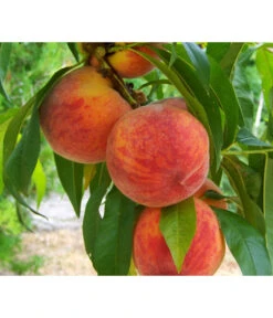 Gelbfleischiger Pfirsich -Gardena Store 7728843 PR DE 001 PrunusPfirsichGelbfleischigPixabay