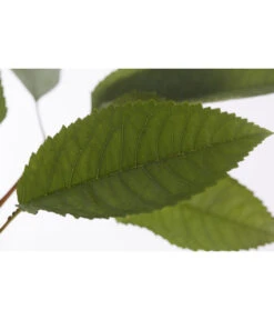 Winterapfel 'Pinova' -Gardena Store 7729361 PR DE 001 ApfelPinovaMalusBusch95LiterDehnerExpressZS