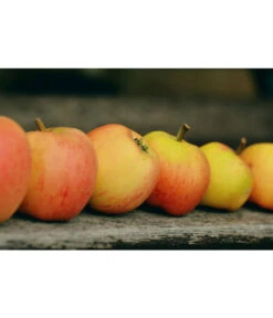 Winterapfel 'Pinova' -Gardena Store 7729403 WE MO 001 ApfelPinovaPixabay