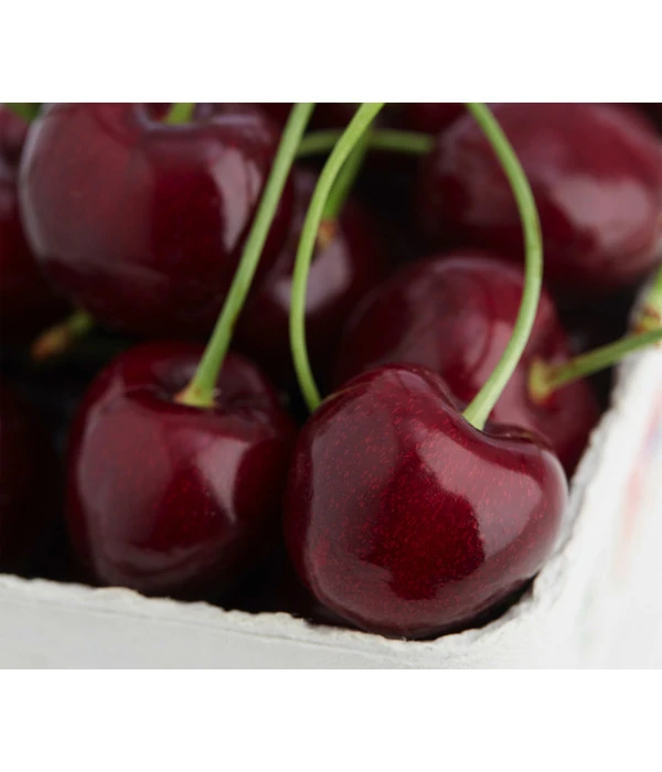 Süßkirsche 'Regina' 1 Süßkirsche 'Regina'