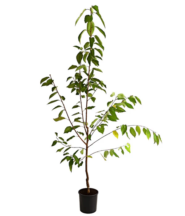 Süßkirsche 'Regina' 2 Süßkirsche 'Regina' – Bild 2