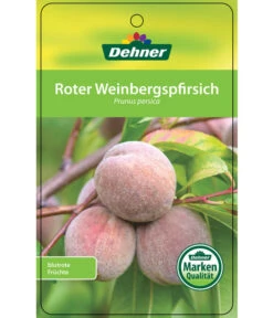 Dehner Pfirsich 'Roter Weinbergpfirsich' 6 Dehner Pfirsich 'Roter Weinbergpfirsich' -Gardena Store 7745607 RoterWeinbergpfirsich Etikett 1