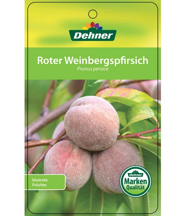 Dehner Pfirsich 'Roter Weinbergpfirsich' 3 Dehner Pfirsich 'Roter Weinbergpfirsich' – Bild 3