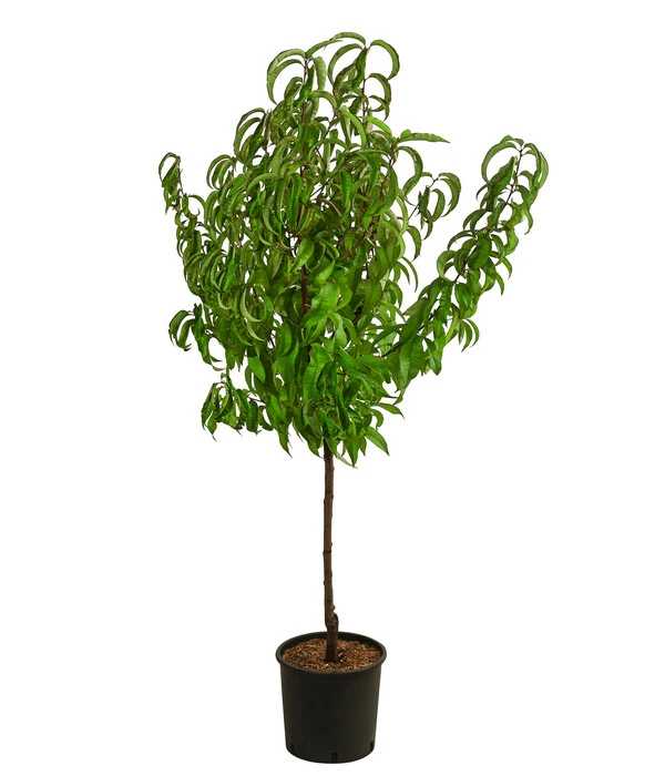 Dehner Pfirsich 'Roter Weinbergpfirsich' 2 Dehner Pfirsich 'Roter Weinbergpfirsich' – Bild 2