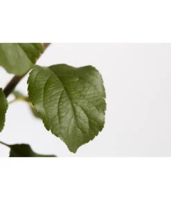 Herbstapfel 'Rubinola' -Gardena Store 7747165 PR DE 001 ApfelRubinolaMalusBusch95LiterDehnerExpressZS