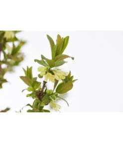 Sibirische Blaubeere 'MyBerry® Sweet' -Gardena Store 7756463 PR DE 001 SibirischeBlaubeereMyBerrySweet5LDehnerExpressZS