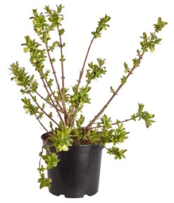 Sibirische Blaubeere 'MyBerry® Sweet' -Gardena Store 7756463 PR FS 001 SibirischeBlaubeereMyBerrySweet5LDehnerExpressZS