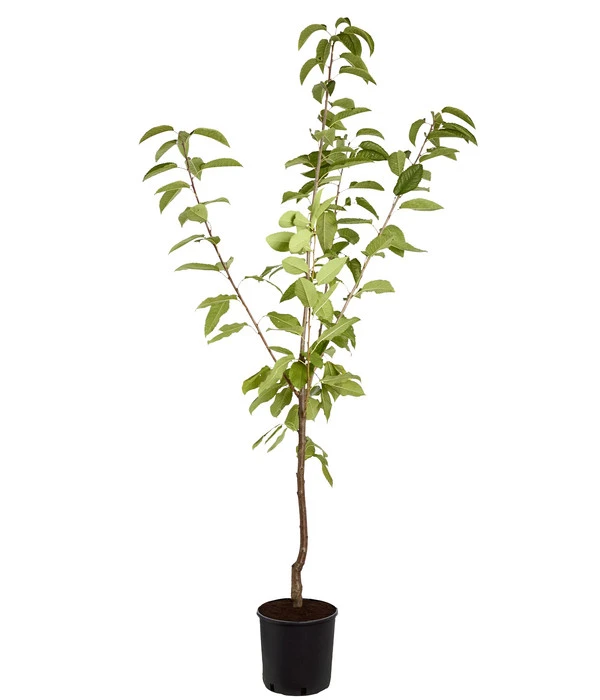 Süßkirsche 'Sunburst' 2 Süßkirsche 'Sunburst' – Bild 2