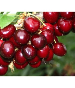 Süßkirsche 'Sunburst' 6 Süßkirsche 'Sunburst' -Gardena Store 7760614 PR MO 001 KirscheSunburst