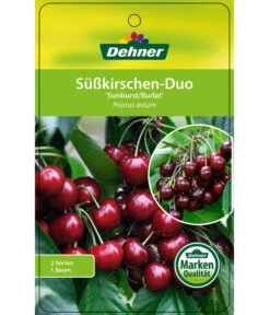 Kirschen-Duo 'Sunburst/Burlat' -Gardena Store 7760713 Suesskirschen DuoSunburstBurlat Etikett 1
