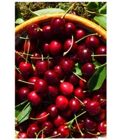 Kirschen-Duo 'Sunburst/Burlat' -Gardena Store 7760713 WE MO 001 KirschenDuoSunurstBurlat Pixabay