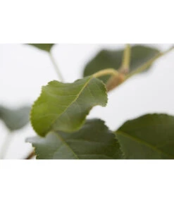 Herbstapfel 'Topaz' -Gardena Store 7763931 PR DE 001 ApfelTopazMalusBusch95LiterDehnerExpressZS