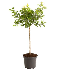 Rotfleischige Aprikose 'Violet' 3 Rotfleischige Aprikose 'Violet' -Gardena Store 7773070 PR FS 002 AprikoseVioletRotfleischig5LiterDehnerExpressHerzig