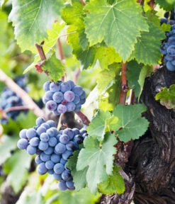 Weinrebenstamm 5 Weinrebenstamm -Gardena Store 7773617 PR MO 001 WeinrebenStammXXL Fotolia