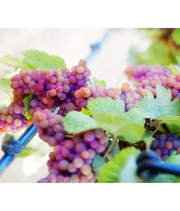 Tafeltraube 'Vanessa' 1 Tafeltraube 'Vanessa'