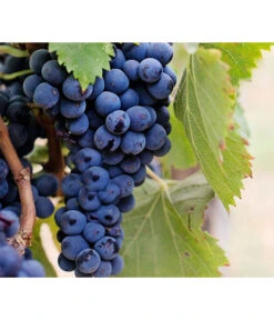 Dehner Gourmet Garten Tafeltraube 'Muscat Blue' 6 Dehner Gourmet Garten Tafeltraube 'Muscat Blue' -Gardena Store 7779101 PR DE 002 VitisWeintraubenMuscatBleuPixabay