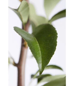 Birnen-Duo 'Williams Christ/Conference' 9 Birnen-Duo 'Williams Christ/Conference' -Gardena Store 7780646 PR DE 001 BirneGuteLuiseWilliamChristDuo95LiterDehnerExpressZS