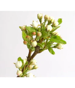 Birnen-Duo 'Williams Christ/Conference' 8 Birnen-Duo 'Williams Christ/Conference' -Gardena Store 7780646 WE DE 001 BirneBirnenDuoWCGLDehnerExpressHerzig