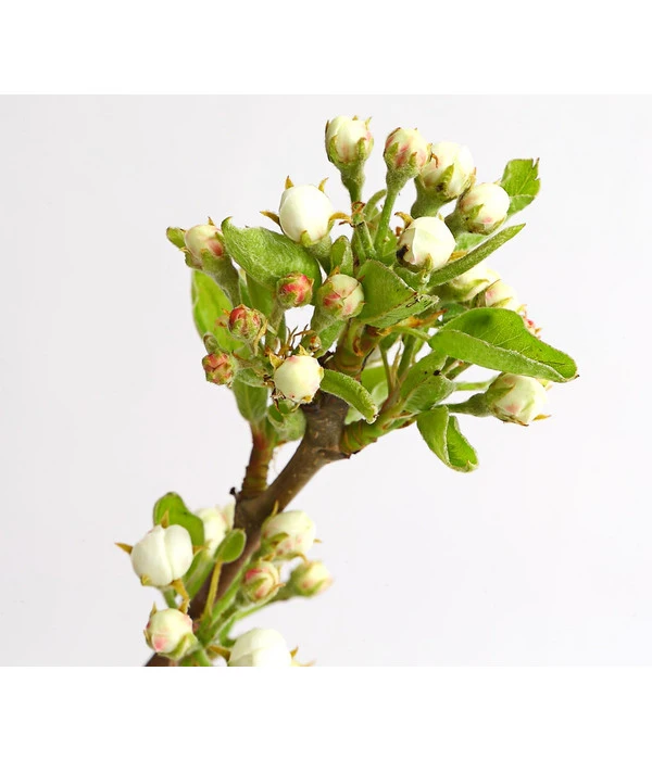 Birnen-Duo 'Williams Christ/Conference' 4 Birnen-Duo 'Williams Christ/Conference' – Bild 4