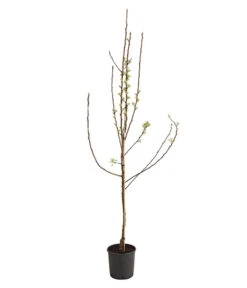 Birnen-Duo 'Williams Christ/Conference' 7 Birnen-Duo 'Williams Christ/Conference' -Gardena Store 7780646 WE FS 001 BirneBirnenDuoWCGLDehnerExpressHerzig