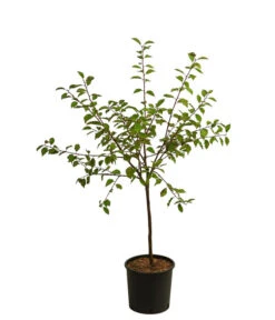 Zwetsche, Einjährige Veredelung