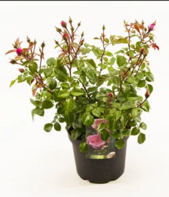 Duftrosen, Verschiedene Sorten -Gardena Store 7800782 PR FS 001 DuftroseInSorten5LEPS